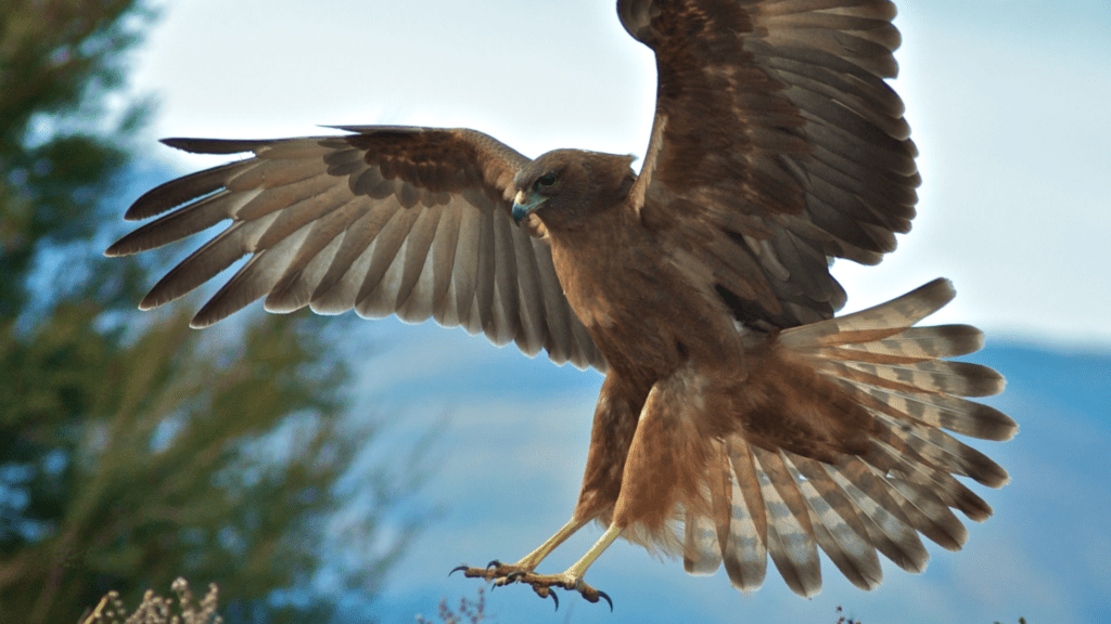 visit reno tahoe hawk