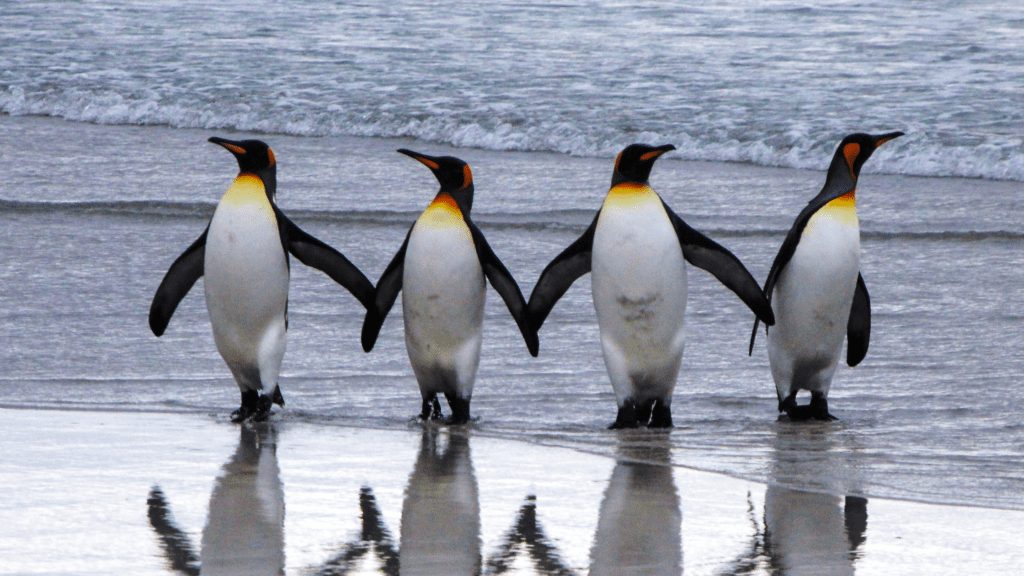 Penguins of Antarctica