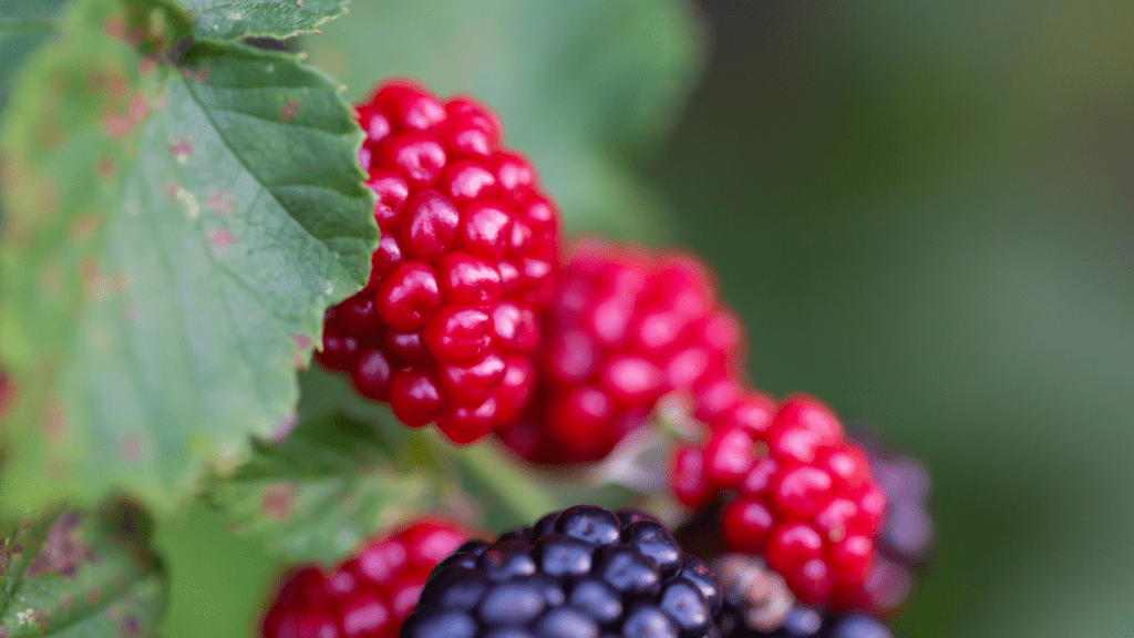 Anaheim boysenberry