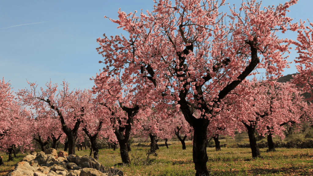 Modesto Almond Orchard