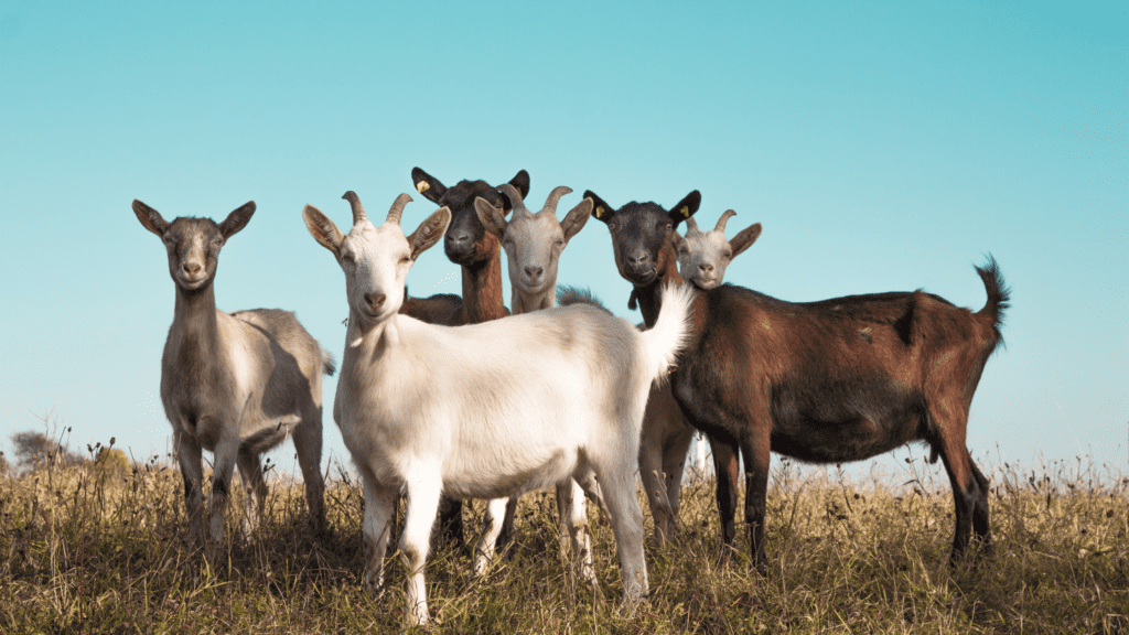 Pendleton goats