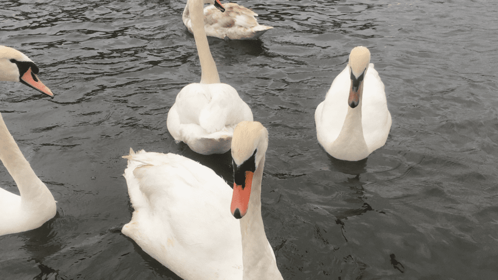 Swans in West Norfolk